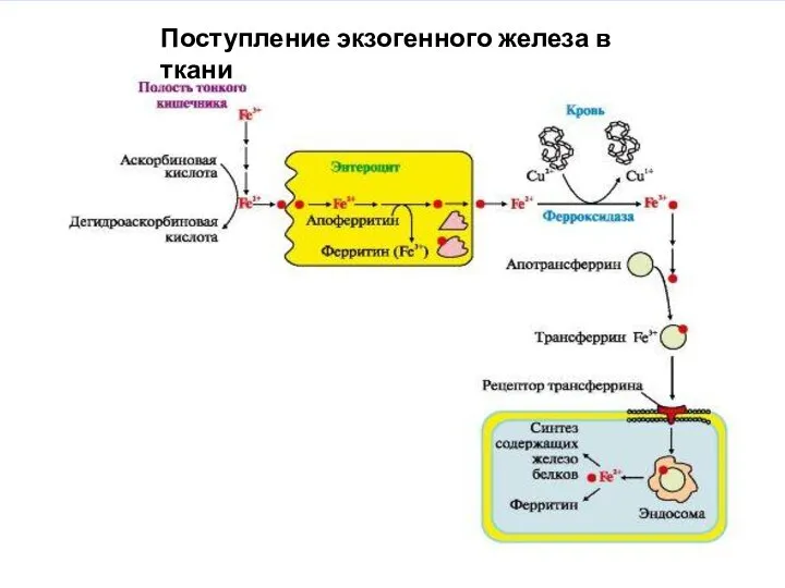 скорость синтеза рецепторов повышается, и наоборот. Поступление экзогенного железа в ткани