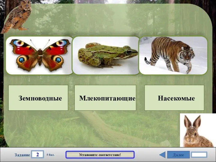 Далее 2 Задание 5 бал. Установите соответствие! Земноводные Млекопитающие Насекомые