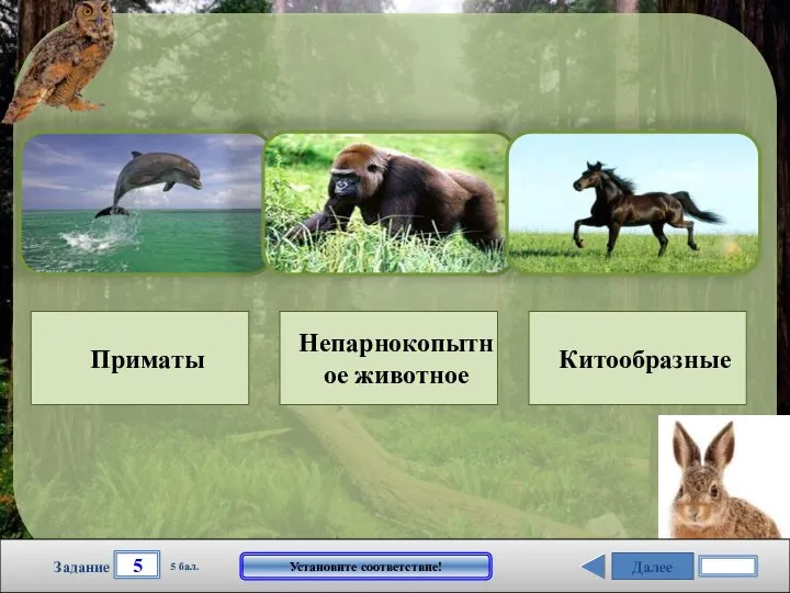 Далее 5 Задание 5 бал. Установите соответствие! Приматы Непарнокопытное животное Китообразные