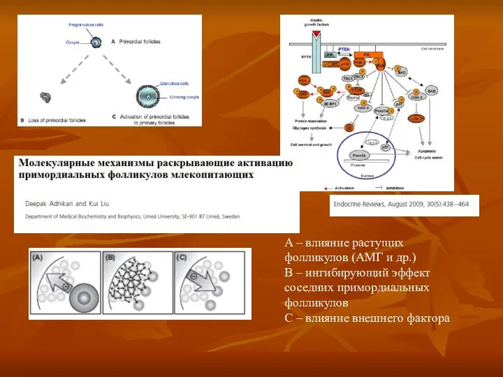 A – влияние растущих фолликулов (АМГ и др.) B – ингибирующий