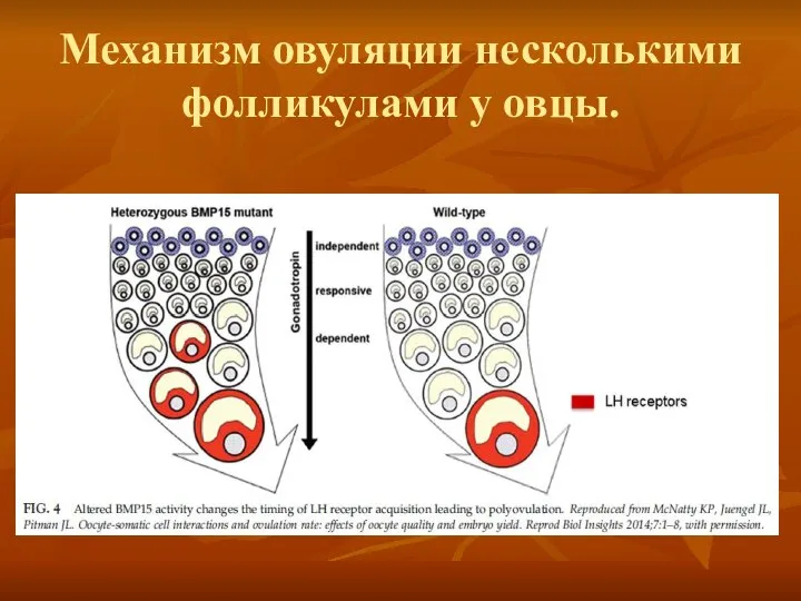 Механизм овуляции несколькими фолликулами у овцы.