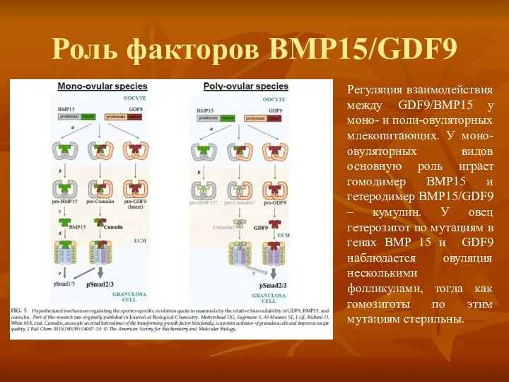 Роль факторов BMP15/GDF9 Регуляция взаимодействия между GDF9/BMP15 у моно- и поли-овуляторных