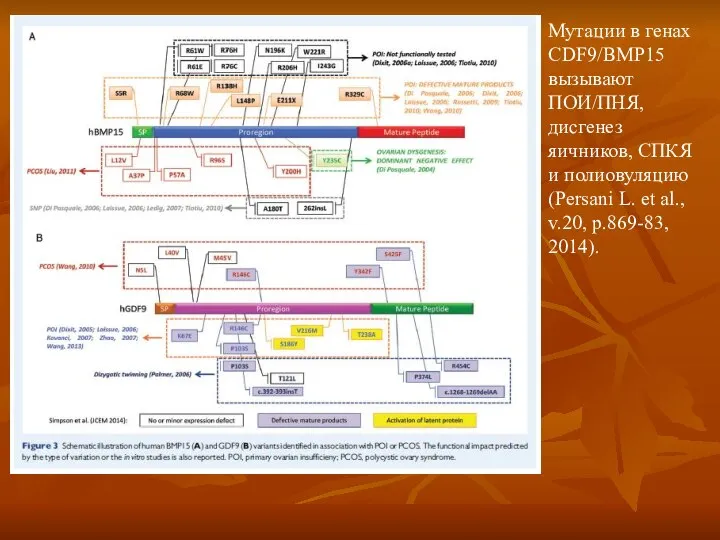 Мутации в генах CDF9/BMP15 вызывают ПОИ/ПНЯ, дисгенез яичников, СПКЯ и полиовуляцию