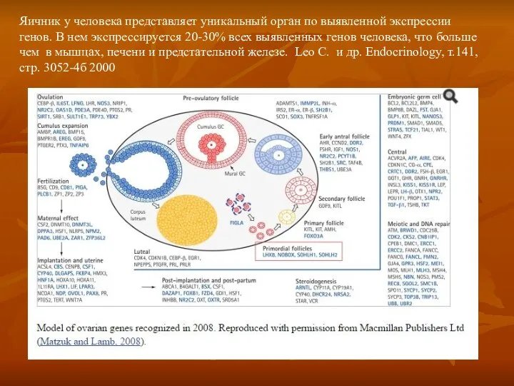 Яичник у человека представляет уникальный орган по выявленной экспрессии генов. В