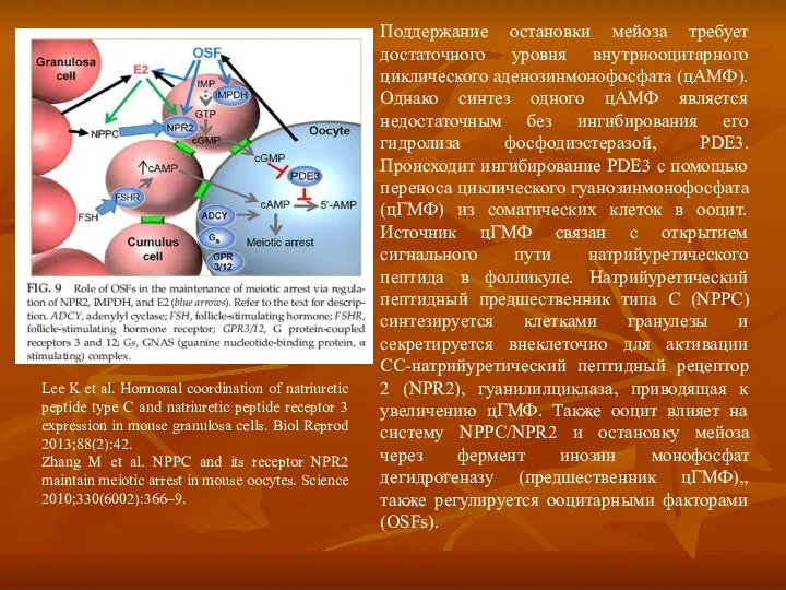 Поддержание остановки мейоза требует достаточного уровня внутриооцитарного циклического аденозинмонофосфата (цАМФ). Однако