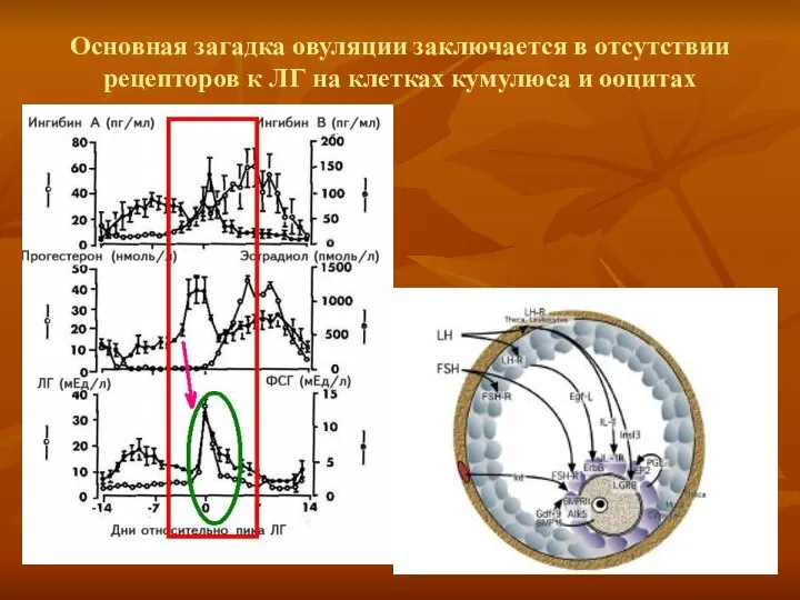 Основная загадка овуляции заключается в отсутствии рецепторов к ЛГ на клетках кумулюса и ооцитах