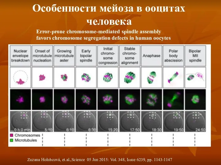 Особенности мейоза в ооцитах человека Zuzana Holubcová, et.al.,Science 05 Jun 2015: