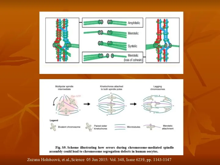 Zuzana Holubcová, et.al.,Science 05 Jun 2015: Vol. 348, Issue 6239, pp. 1143-1147