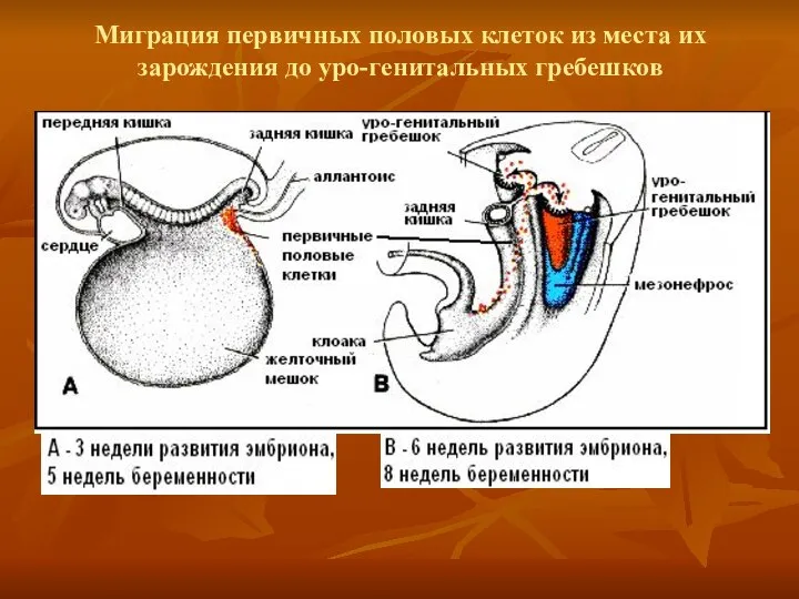 Миграция первичных половых клеток из места их зарождения до уро-генитальных гребешков