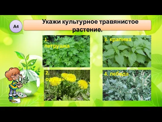 Укажи культурное травянистое растение. А4