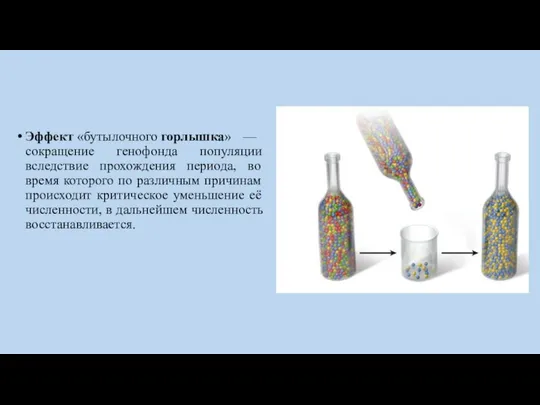 Эффект «бутылочного горлышка» — сокращение генофонда популяции вследствие прохождения периода, во