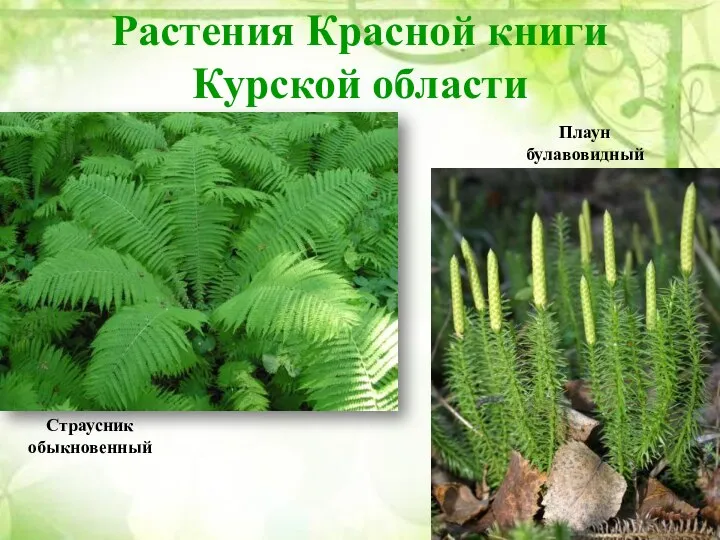 Растения Красной книги Курской области Страусник обыкновенный Плаун булавовидный