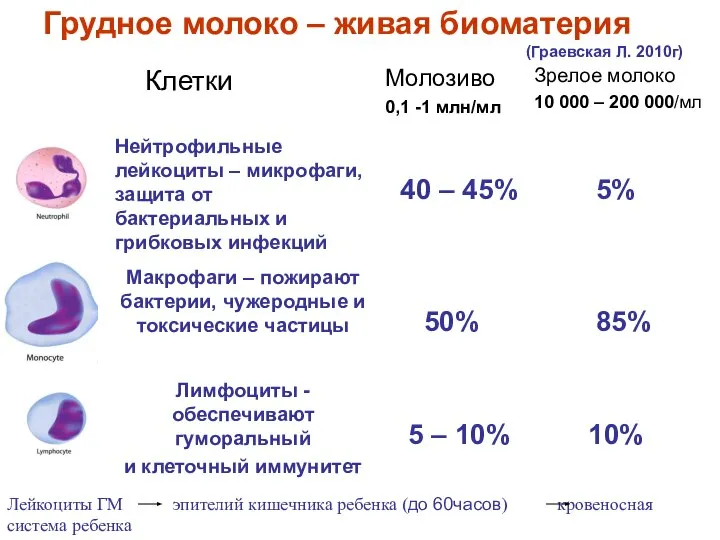 Грудное молоко – живая биоматерия (Граевская Л. 2010г) Лейкоциты ГМ эпителий