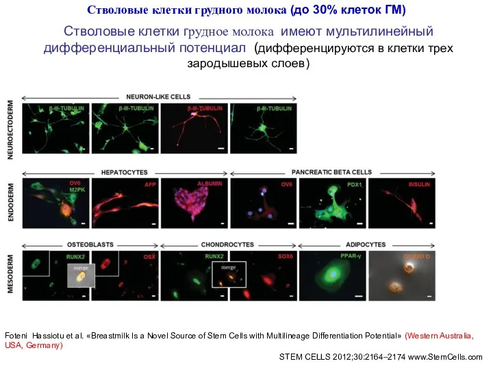 STEM CELLS 2012;30:2164–2174 www.StemCells.com Foteni Hassiotu et al. «Breastmilk Is a