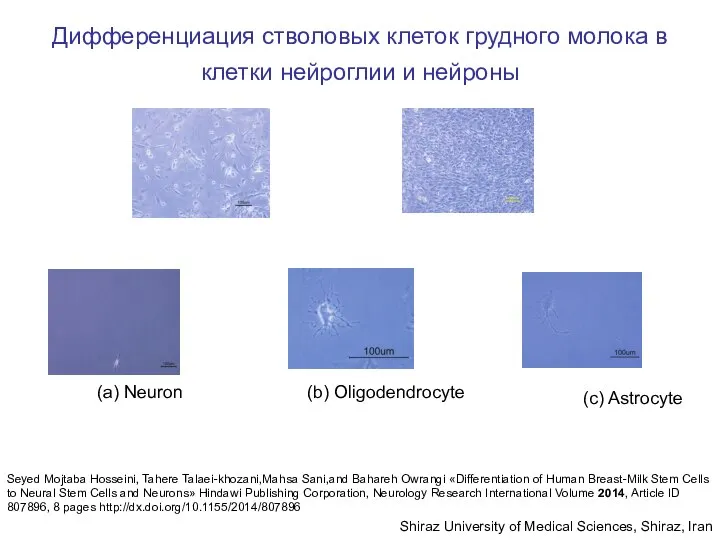 (a) Neuron (b) Oligodendrocyte (c) Astrocyte Seyed Mojtaba Hosseini, Tahere Talaei-khozani,Mahsa