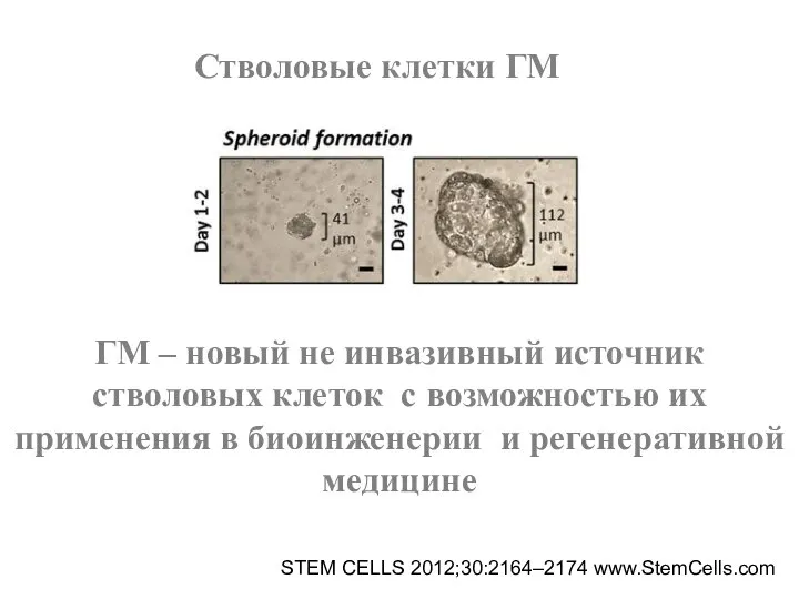 STEM CELLS 2012;30:2164–2174 www.StemCells.com ГМ – новый не инвазивный источник стволовых