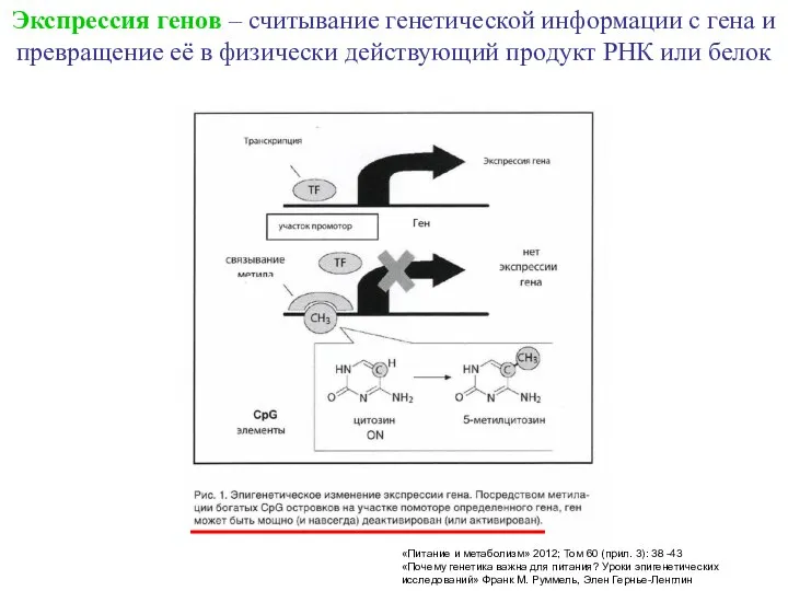 «Питание и метаболизм» 2012; Том 60 (прил. 3): 38 -43 «Почему