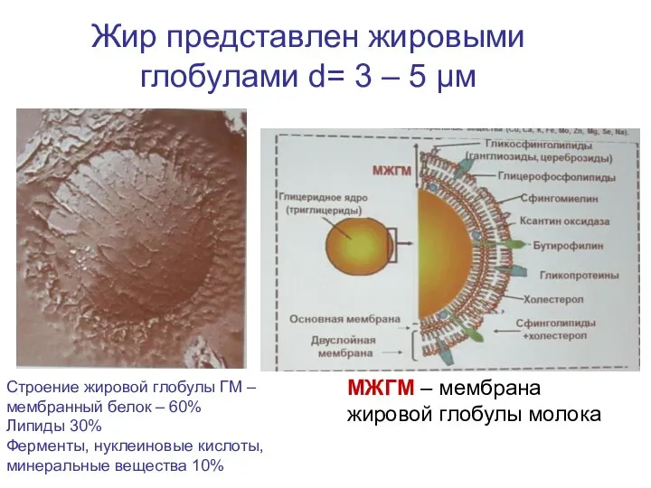 Жир представлен жировыми глобулами d= 3 – 5 μм Строение жировой