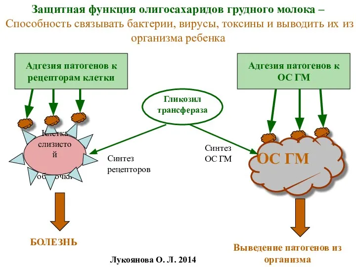 Защитная функция олигосахаридов грудного молока – Способность связывать бактерии, вирусы, токсины