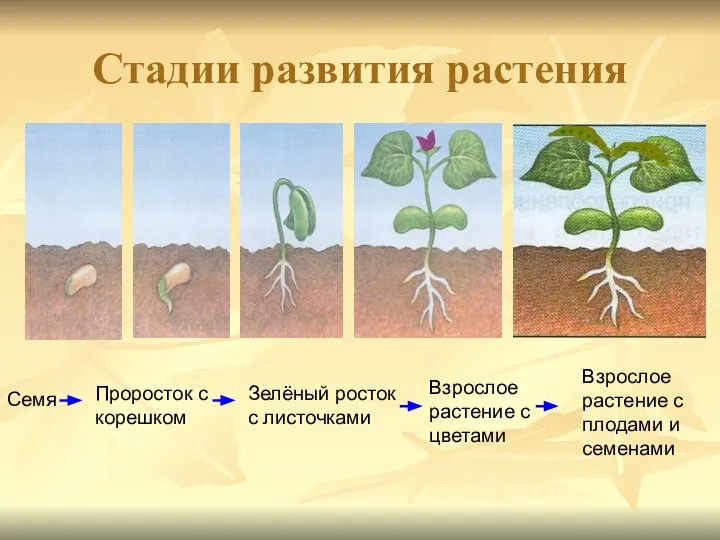 Стадии развития растения Семя Проросток с корешком Зелёный росток с листочками