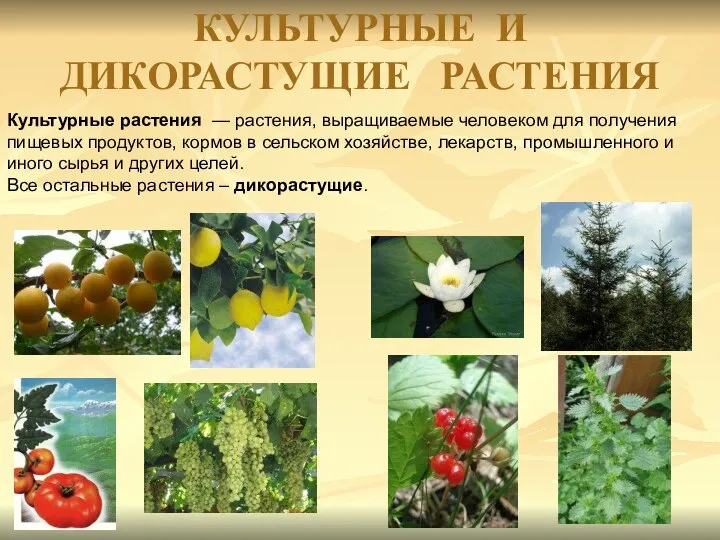 КУЛЬТУРНЫЕ И ДИКОРАСТУЩИЕ РАСТЕНИЯ Культурные растения — растения, выращиваемые человеком для