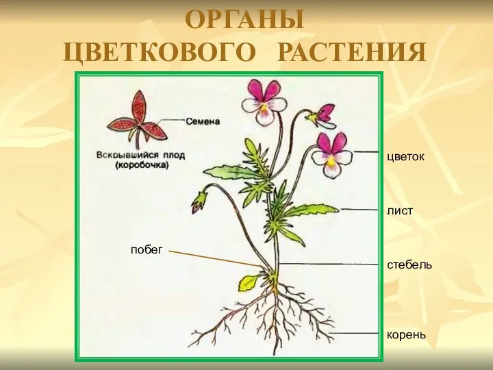 цветок лист стебель корень побег ОРГАНЫ ЦВЕТКОВОГО РАСТЕНИЯ