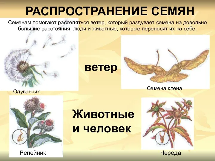 Животные и человек РАСПРОСТРАНЕНИЕ СЕМЯН Одуванчик Семена клёна Репейник Череда ветер