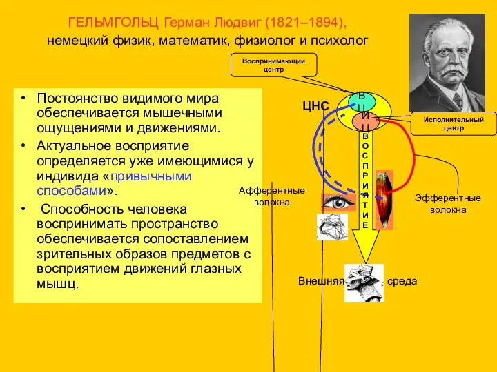 ГЕЛЬМГОЛЬЦ Герман Людвиг (1821–1894), немецкий физик, математик, физиолог и психолог Постоянство