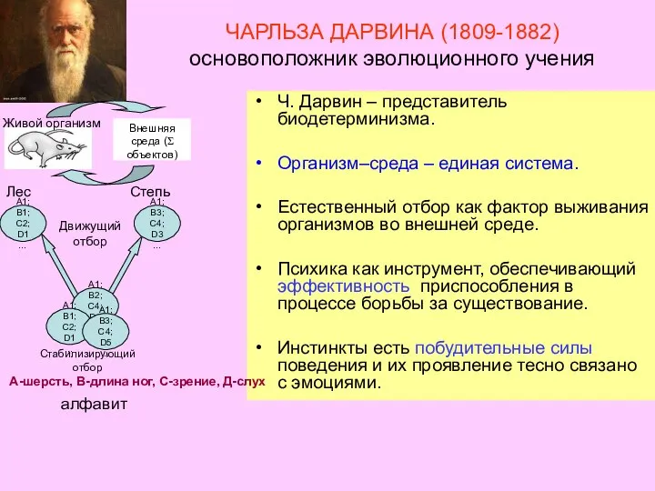 ЧАРЛЬЗА ДАРВИНА (1809-1882) основоположник эволюционного учения Ч. Дарвин – представитель биодетерминизма.