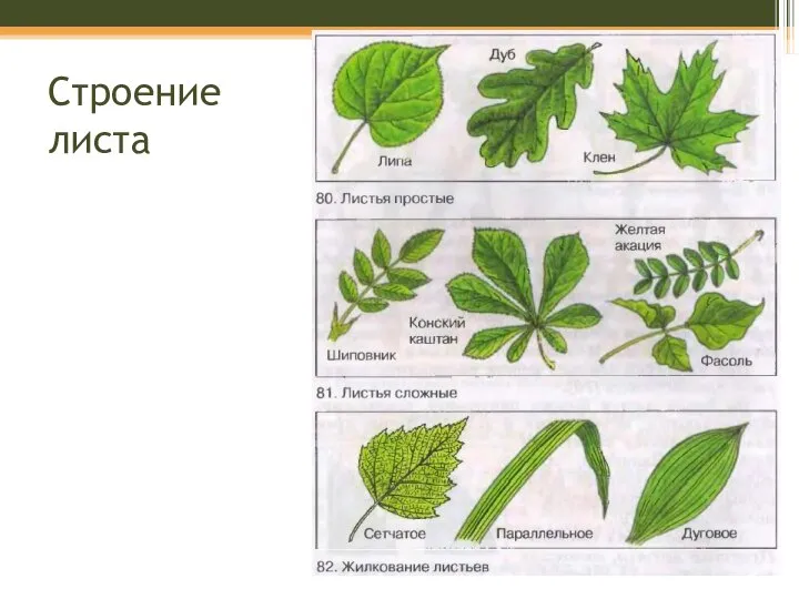 Строение листа