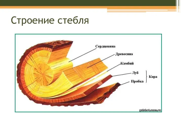 Строение стебля