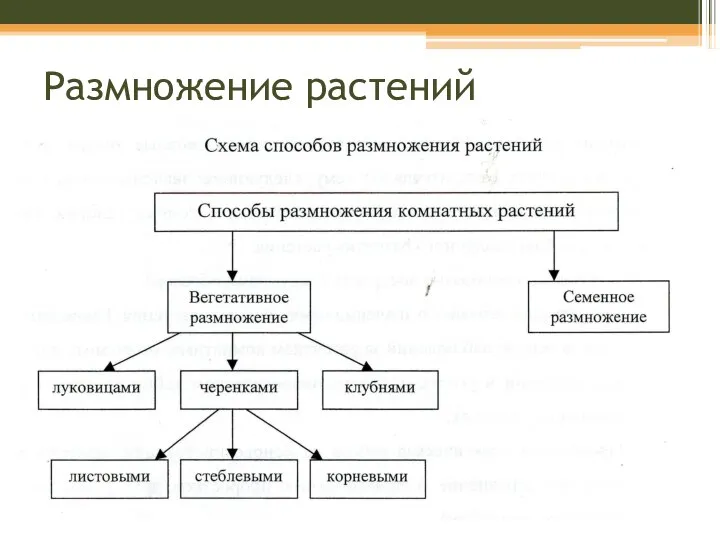 Размножение растений