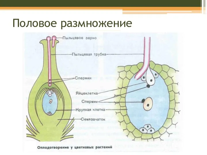 Половое размножение