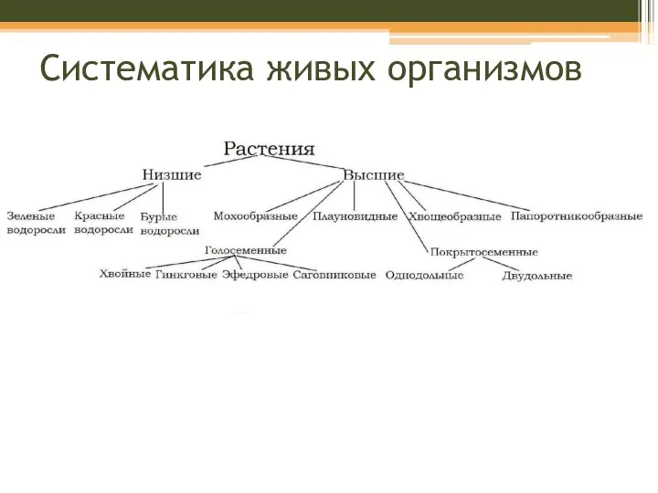 Систематика живых организмов