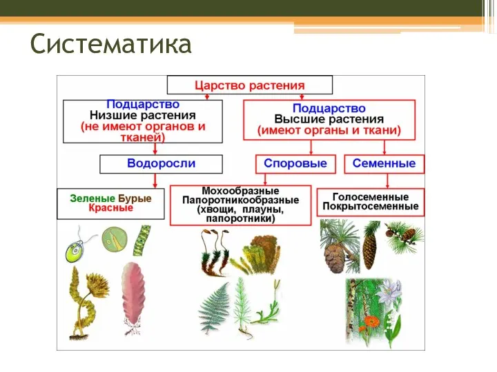 Систематика