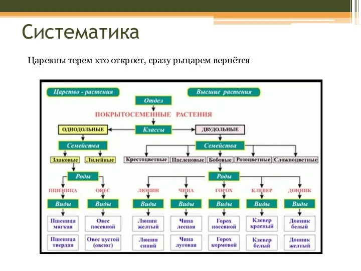 Систематика Царевны терем кто откроет, сразу рыцарем вернётся