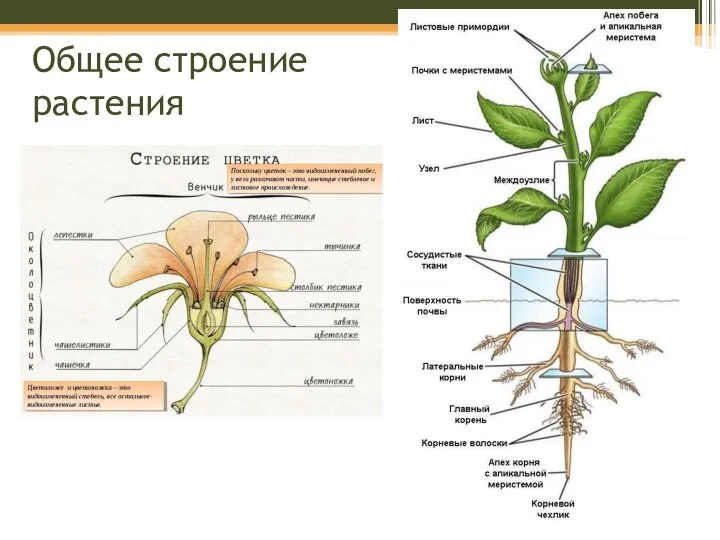 Общее строение растения