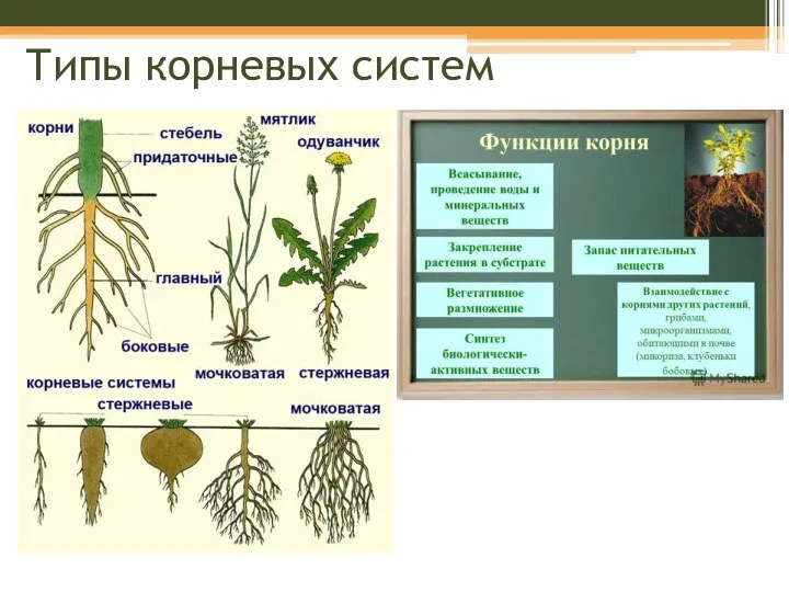 Типы корневых систем