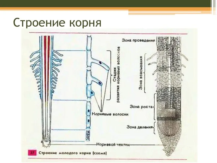 Строение корня