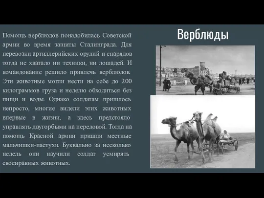 Верблюды Помощь верблюдов понадобилась Советской армии во время защиты Сталинграда. Для
