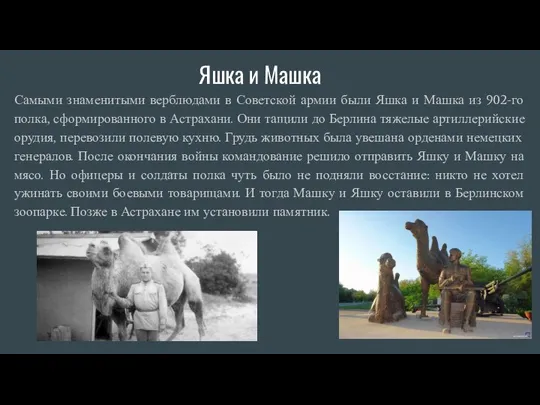 Яшка и Машка Самыми знаменитыми верблюдами в Советской армии были Яшка