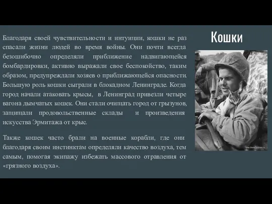 Кошки Благодаря своей чувствительности и интуиции, кошки не раз спасали жизни