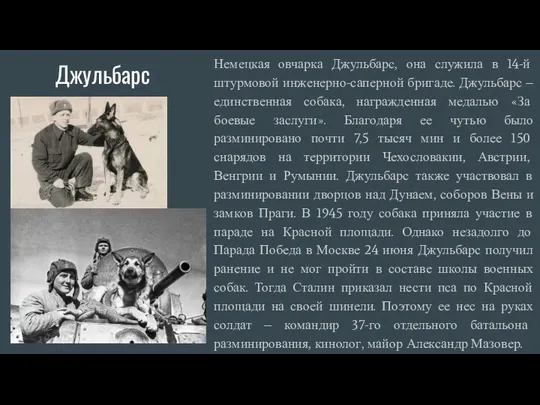 Джульбарс Немецкая овчарка Джульбарс, она служила в 14-й штурмовой инженерно-саперной бригаде.