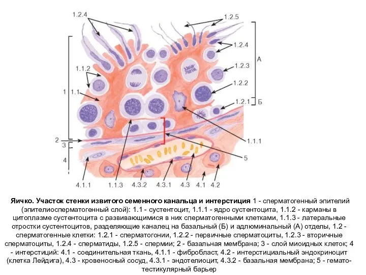 Яичко. Участок стенки извитого семенного канальца и интерстиция 1 - сперматогенный
