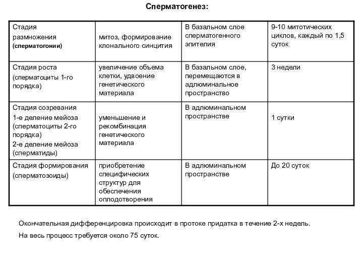 Сперматогенез: Окончательная дифференцировка происходит в протоке придатка в течение 2-х недель.