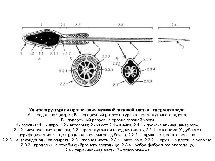 Ультраструктурная организация мужской половой клетки - сперматозоида. А - продольнай разрез;