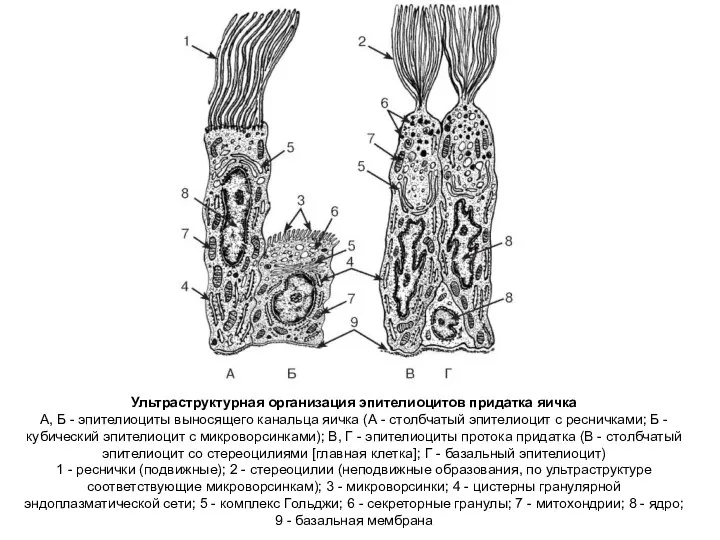 Ультраструктурная организация эпителиоцитов придатка яичка А, Б - эпителиоциты выносящего канальца