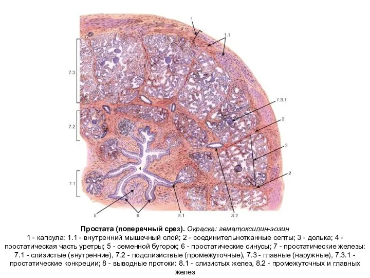 Простата (поперечный срез). Окраска: гематоксилин-эозин 1 - капсула: 1.1 - внутренний