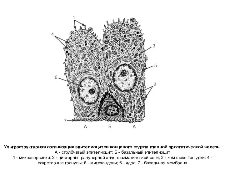 Ультраструктурная организация эпителиоцитов концевого отдела главной простатической железы А - столбчатый