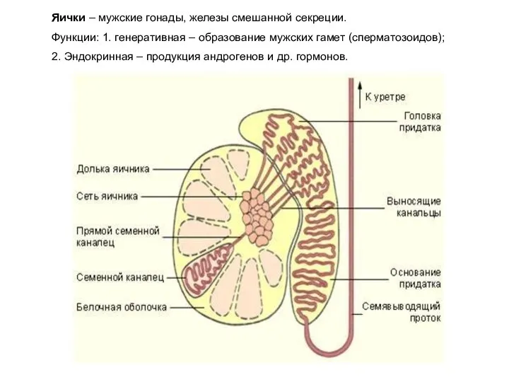 Яички – мужские гонады, железы смешанной секреции. Функции: 1. генеративная –